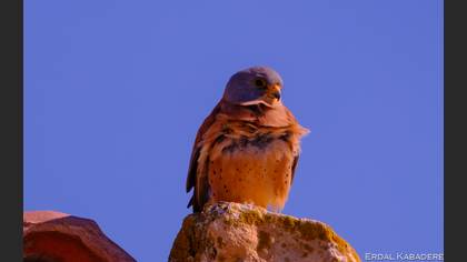 Lesser Kestrel