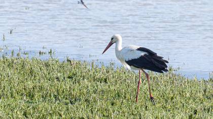 White Stork