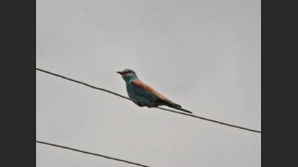European Roller