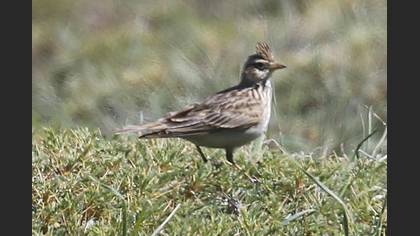 Eurasian Skylark