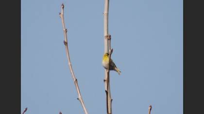 Eurasian Siskin