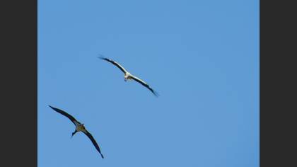 White Stork