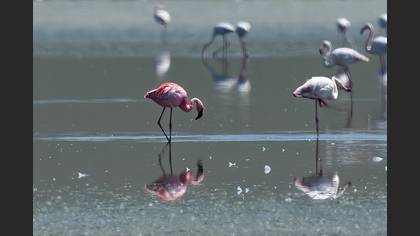 Küçük flamingo