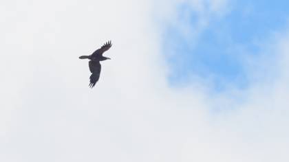 Northern Raven