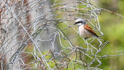 Red-backed Shrike