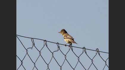 Sarı mukallit