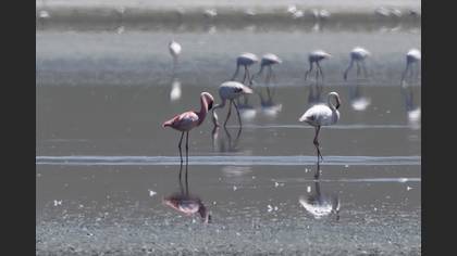 Küçük flamingo
