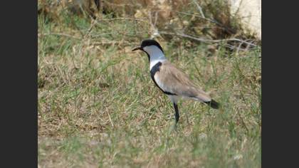 Spur-winged Lapwing