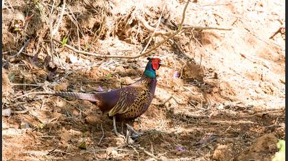 Common Pheasant