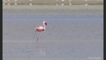 Küçük flamingo