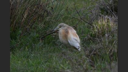 Squacco Heron