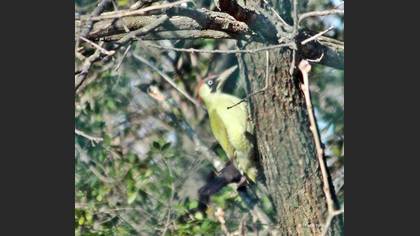 European Green Woodpecker