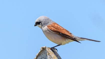 Red-backed Shrike