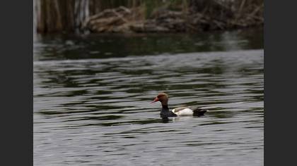 Red-crested Pochard