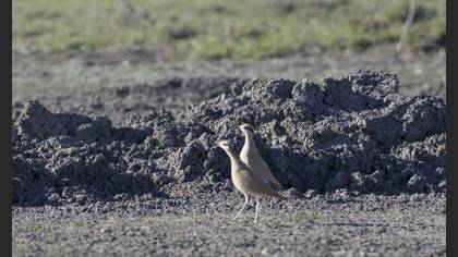 Cream-colored Courser