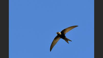 Common Swift