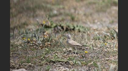Greater Hoopoe-Lark
