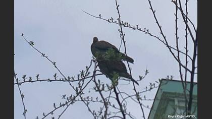 Laughing Dove