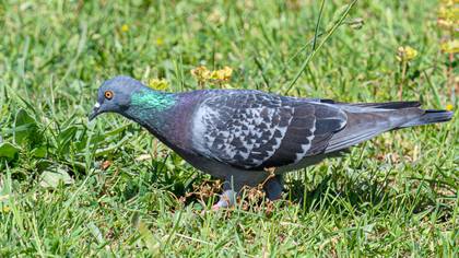 Rock Dove