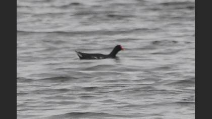 Common Moorhen