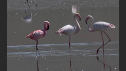 Küçük flamingo