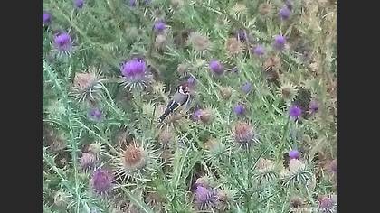 European Goldfinch