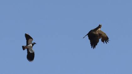 Booted Eagle