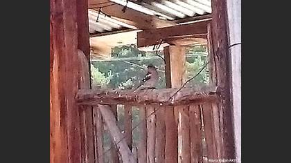 Common Chaffinch
