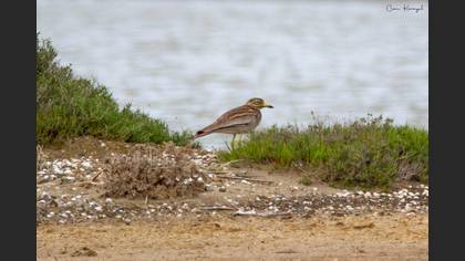 Eurasian Stone-curlew