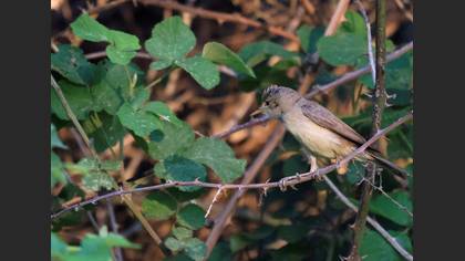 Eastern Olivaceous Warbler