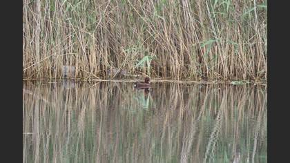 Ferruginous Duck