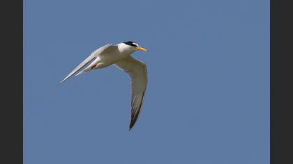 Küçük sumru