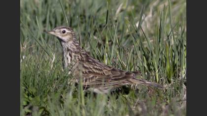 Eurasian Skylark