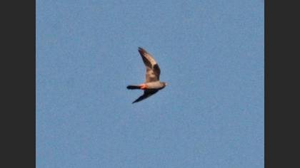 Red-footed Falcon