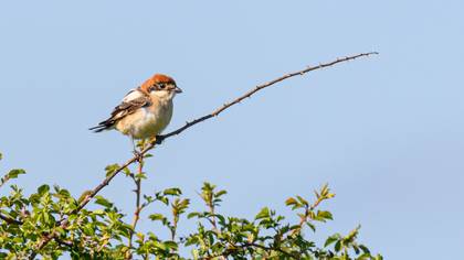 Woodchat Shrike