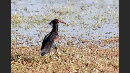 Northern Bald Ibis
