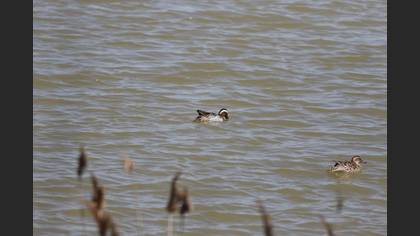 Garganey