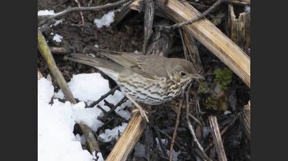 Song Thrush