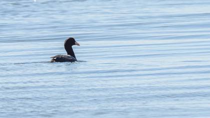 Eurasian Coot