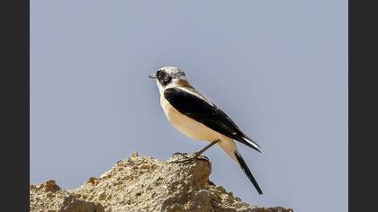 Black-eared Wheatear