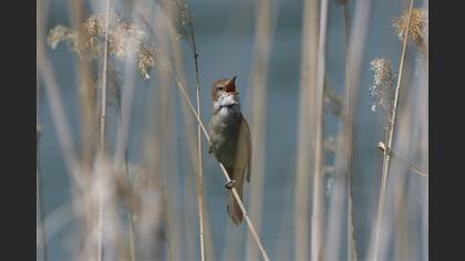 Great Reed Warbler