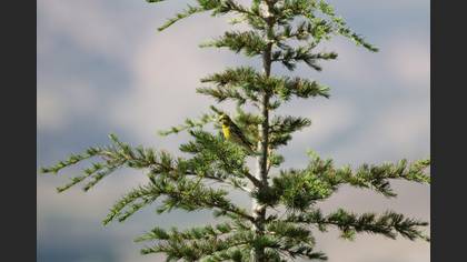 European Serin