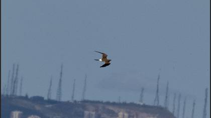 Collared Pratincole