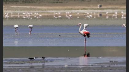 Greater Flamingo