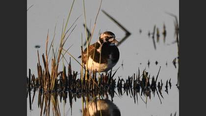 Ruddy Turnstone