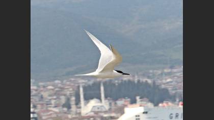 Karagagalı sumru