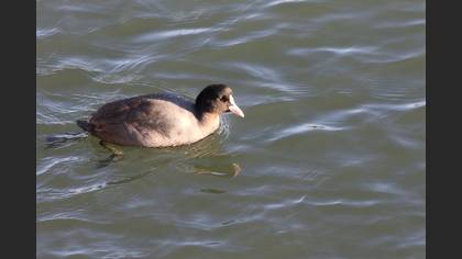 Eurasian Coot