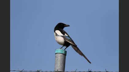 Eurasian Magpie