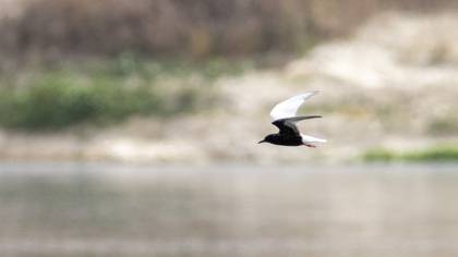 White-winged Tern