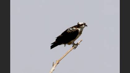 Balık kartalı